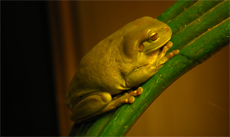 Green Tree Frog