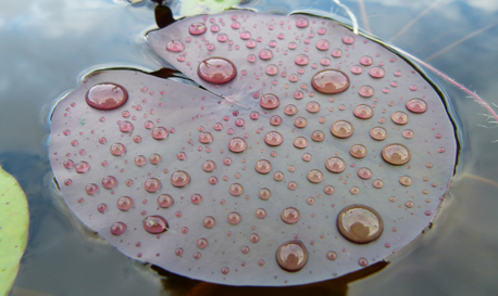 Water Lily
